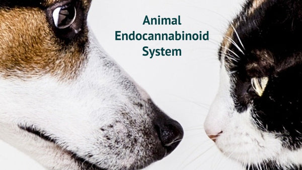 Comparing Endocannabinoid Systems – How Cannabinoids Effect Humans and Pets