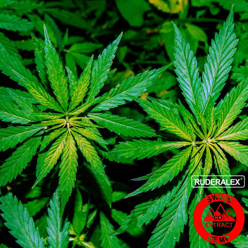 What is cbd cannabidiol?