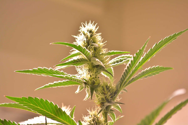 blessed cannabis hemp cbd herb