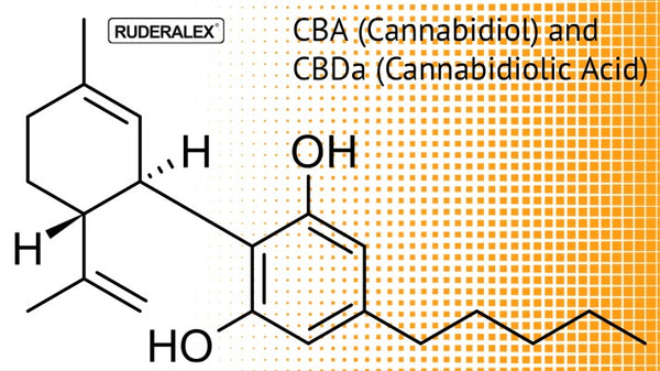 What Is CBDA and How Is It Different From CBD?