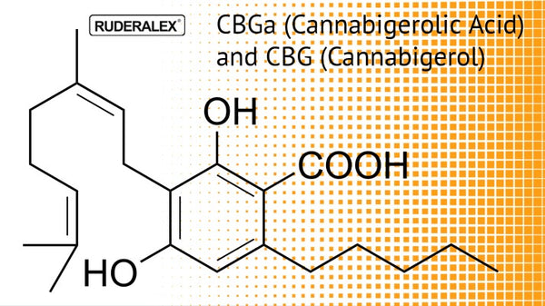 what is cbga cannabinoid