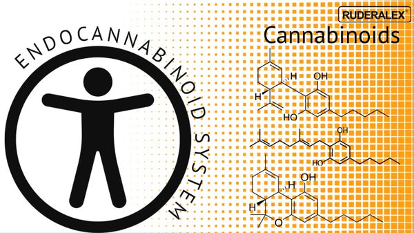 An Overview of Cannabinoids, Endocannabinoids, and the Endocannabinoid System